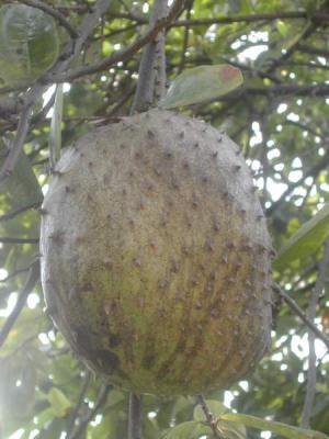 Image : Anone ou Corossol - le fruit l'anone