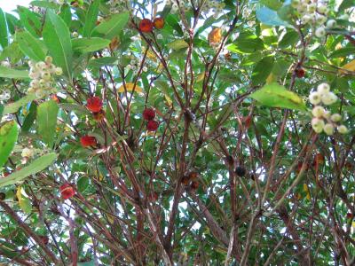 Image : Arbouse - arbousier et ses fruits