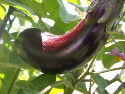 Image : Aubergine - Plant d'aubergine