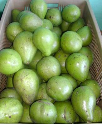 avocats