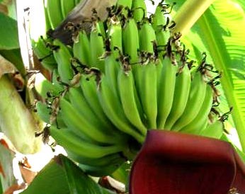 Image : Banane - Bananes et bananier
