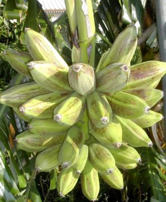 bananes carrées