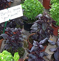 basilic