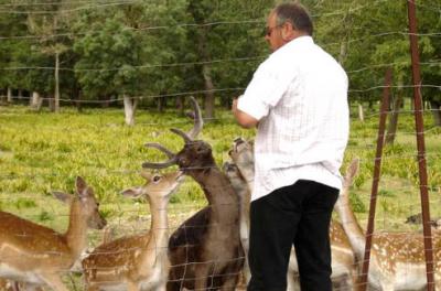 Image : Biche - biche et sa famille