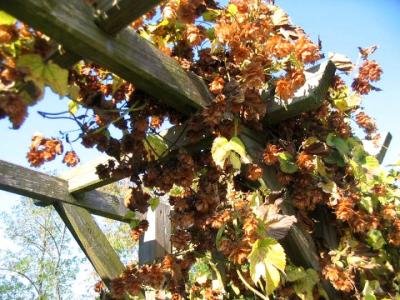 Image : Houblon - houblon