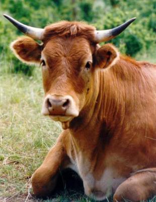 Image : Boeuf - Repos du boeuf au champ