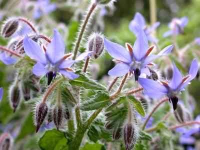 Image : Bourrache - Fleurs de bourrache