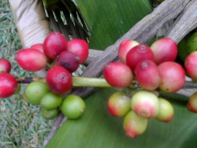 grains de café