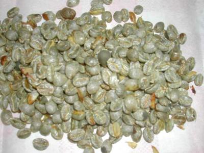 Granis de café vert