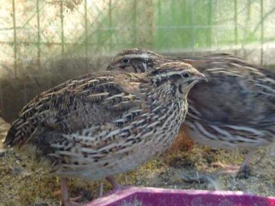 Image : Caille - les cailles dans leur habitat