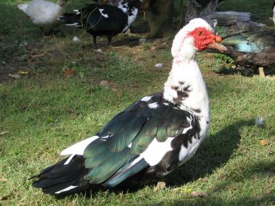 Image : Canard - Le canard et son habitat