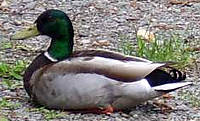 canard colvert