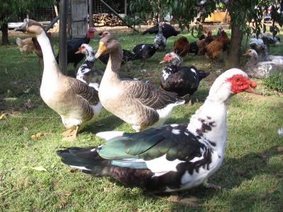 Photo : canard et vie de la ferme