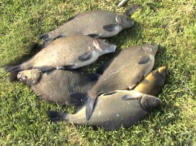 carpes