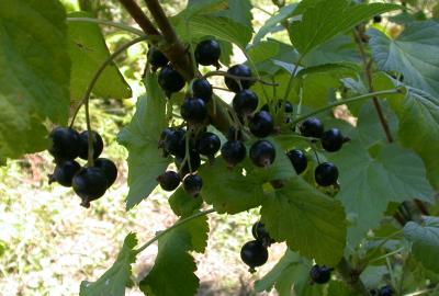 Image : Cassis - Plants de cassis