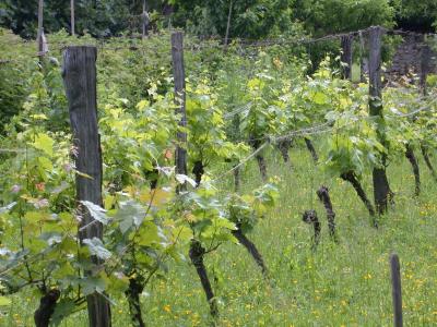 Photo : Une vigne