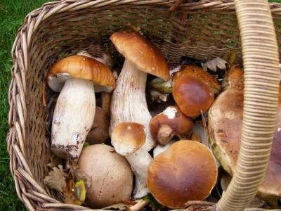 panier de cèpes