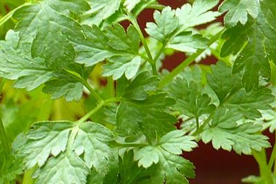 Photo : Feuilles de cerfeuil