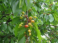 cerises