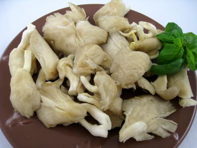 Image : Pleurote - Pleurote