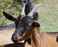 chèvre