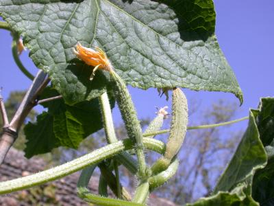 Image : Cornichon - Plant de cornichons