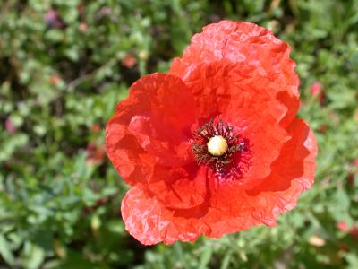 Image : Coquelicot - Un coquelicot dans un champ