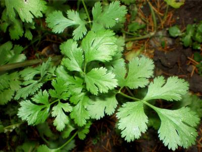 Photo : Plant de coriandre