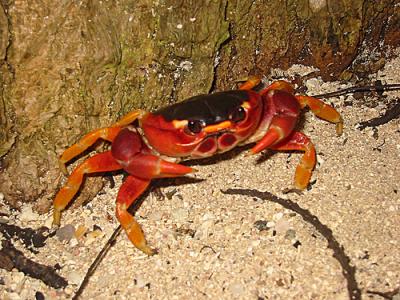 Crabe