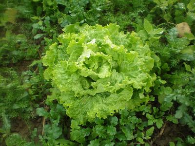 Image : Batavia - Salade batavia