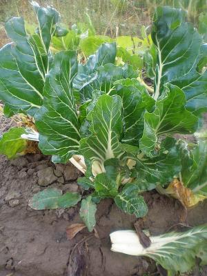 Photo : Plant de bette ou blette