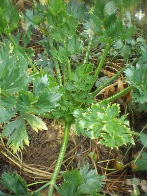 Photo : Plant de céleri-rave