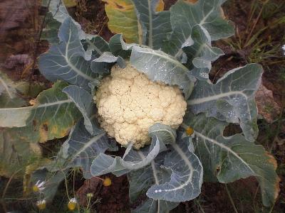 Image : Chou-fleur - Plan de chou-fleur
