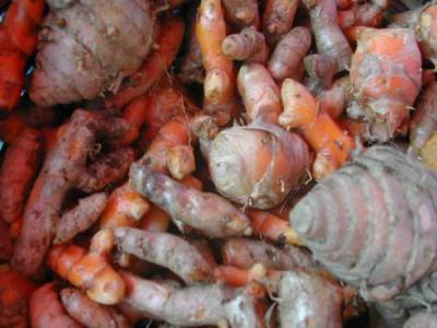 curcuma