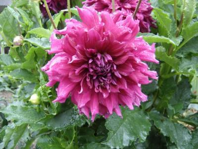 Image : Dahlias - plan de dahlia