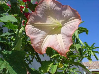 Image : Datura - datura