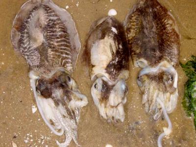 Image : Encornet, calmar, chipiron, seiche, poulpe - seiches
