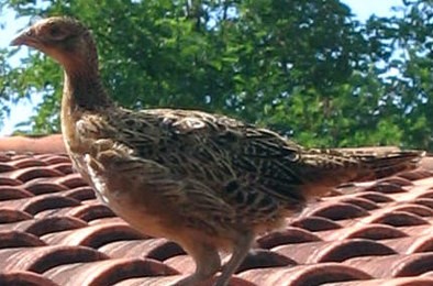 Image : Faisan - la poule faisane