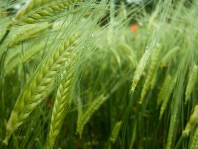 Image : Farine de malt - orge