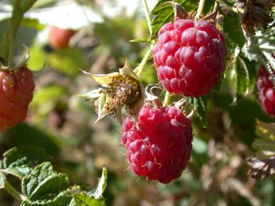 framboise