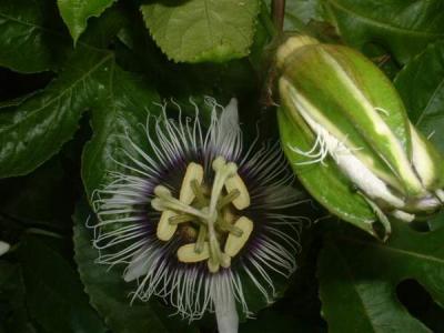 fleur de la passion