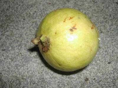 goyave
