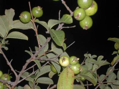 Image : Goyave - Arbre de goyave