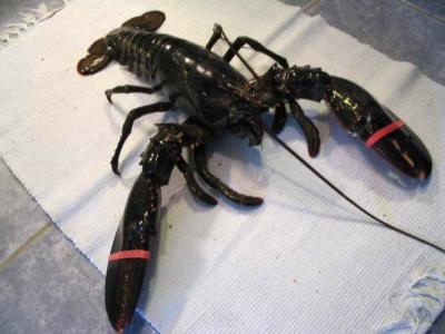 homard canadien