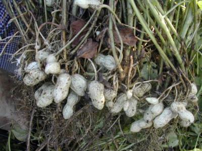 cacahuètes