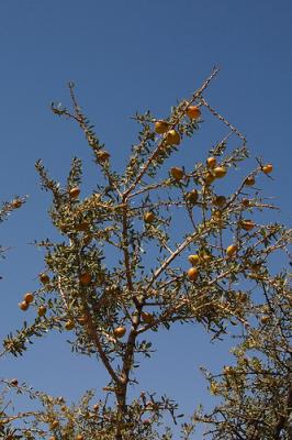 Photo : arganier huile d'argan