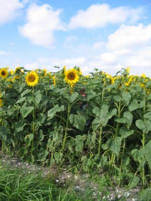 Photo : Champs de tournesols