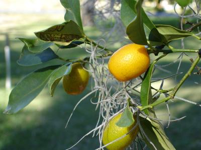 Image : Kumquat - kumquat