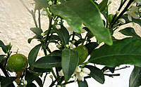 kumquat