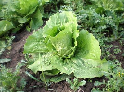 laitue romaine